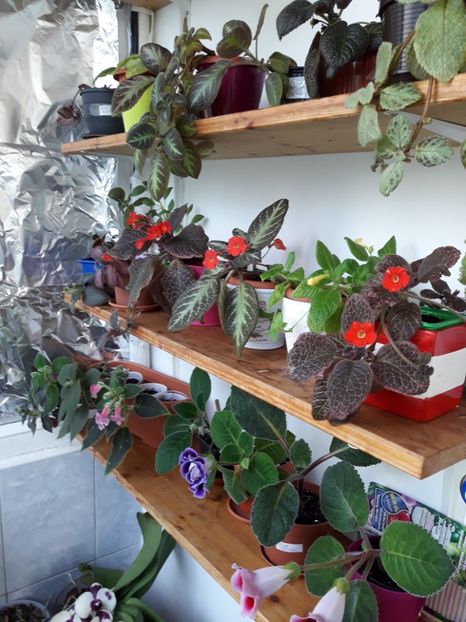 Mai 2018 - RAFTURI CU FLORI