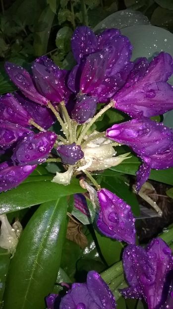  - Rhododendron