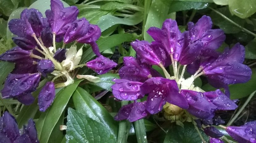  - Rhododendron