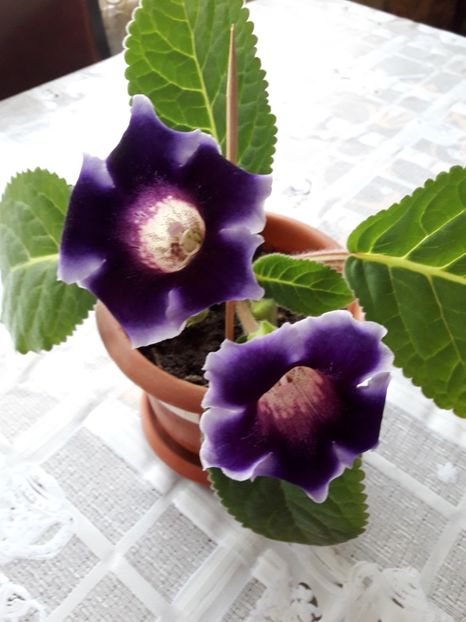 Aprilie 2018 - MOV CU BORDURA LILA