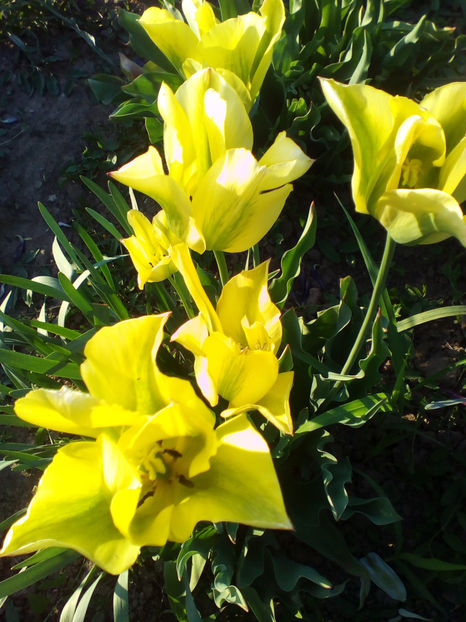 ultimele lalele... - curtea cu toate cele 2018