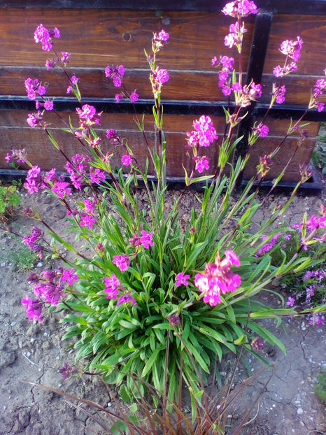  - curtea cu toate cele 2018