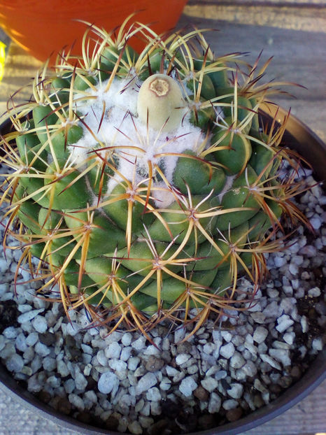 Multumesc!! - cactusi 2018