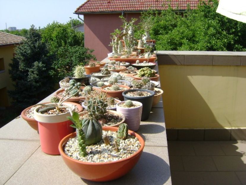 In sfarsit, afara! - Cactusi 2018