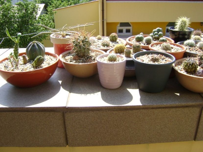 In sfarsit, afara! - Cactusi 2018