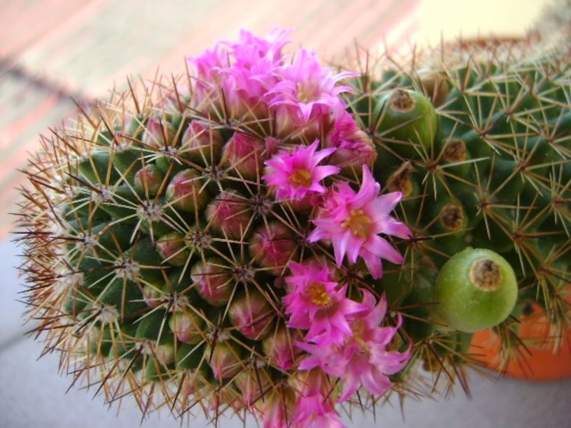 Mammillaria backebergiana - Cactusi 2018