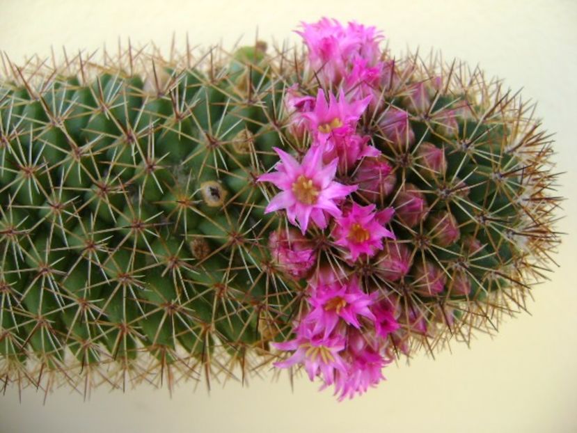 Mammillaria backebergiana - Cactusi 2018