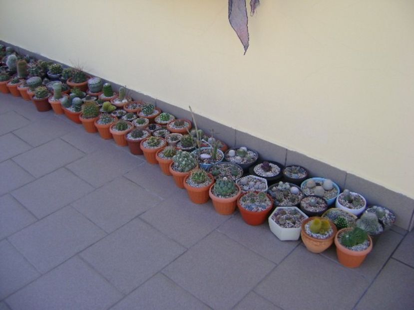 In sfarsit, afara! - Cactusi 2018