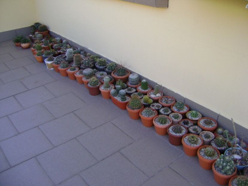 In sfarsit, afara! - Cactusi 2018