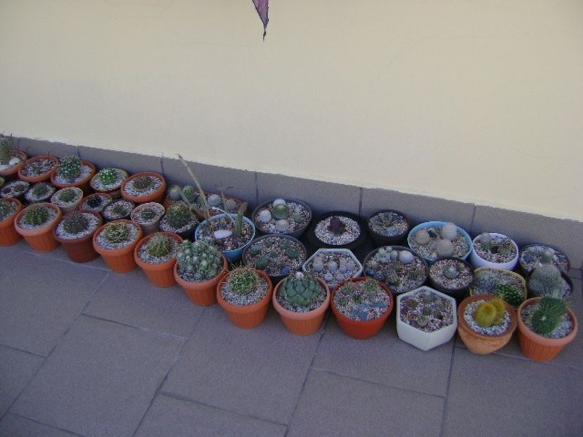 In sfarsit, afara! - Cactusi 2018