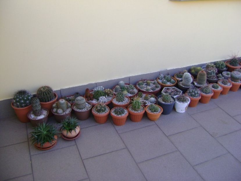 In sfarsit, afara! - Cactusi 2018