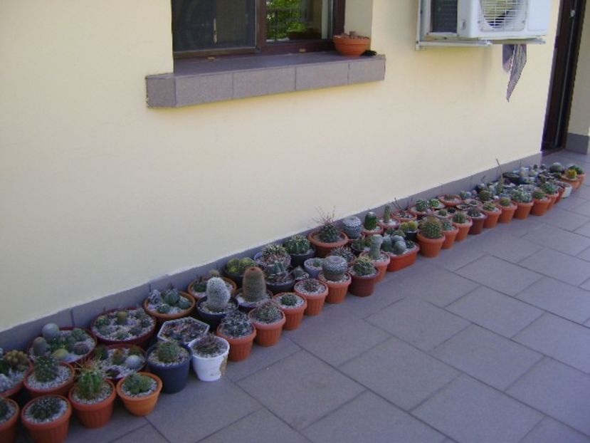 In sfarsit, afara! - Cactusi 2018