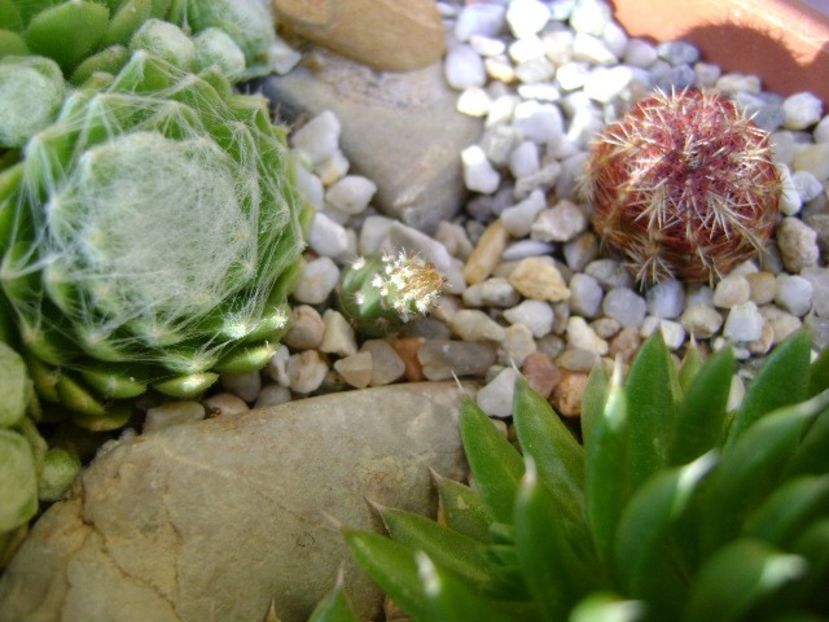 Echinocereus viridiflorus & Opuntia sp. - Cactusi 2018