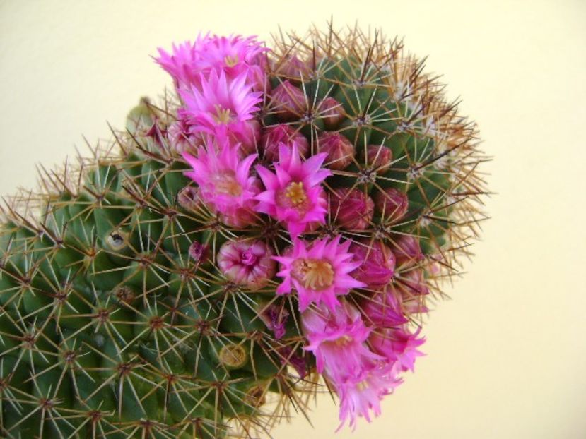 Mammillaria backebergiana - Cactusi 2018