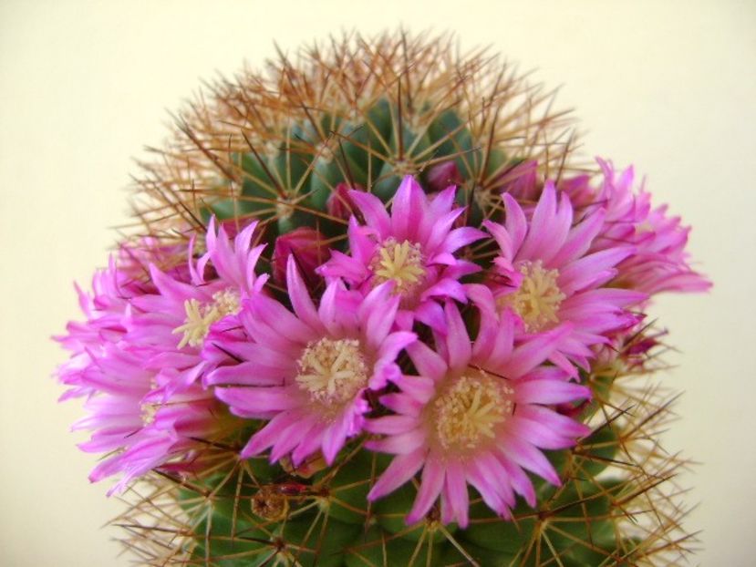 Mammillaria backebergiana - Cactusi 2018