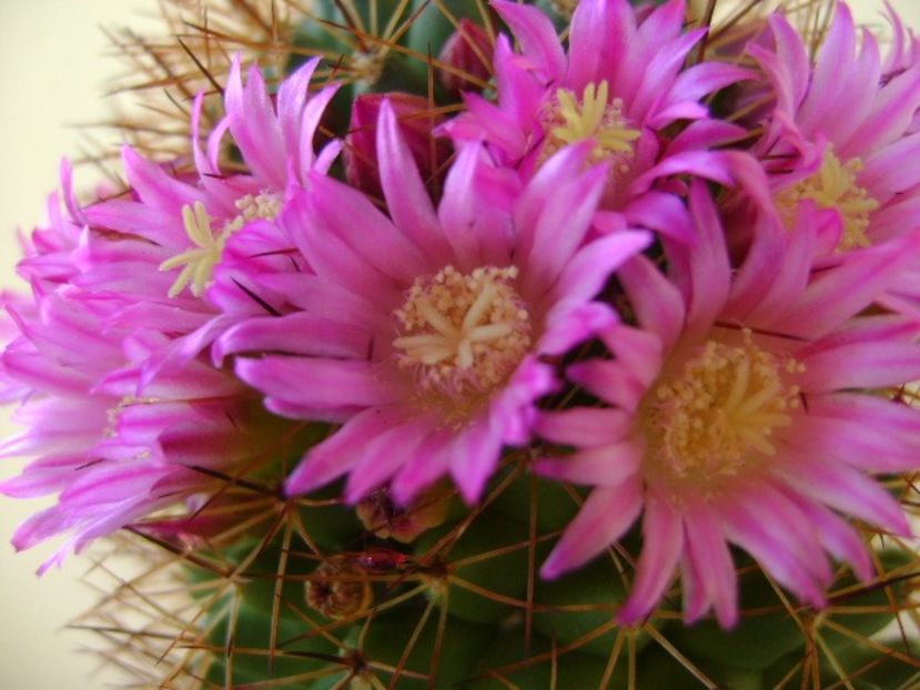 Mammillaria backebergiana - Cactusi 2018