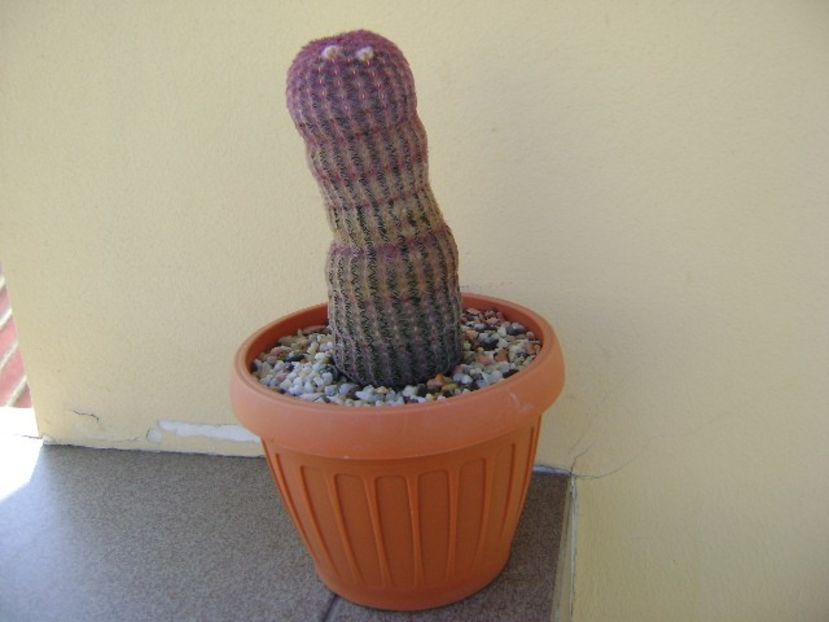 Echinocereus rigidissimus v. rubrispinus - Cactusi 2018
