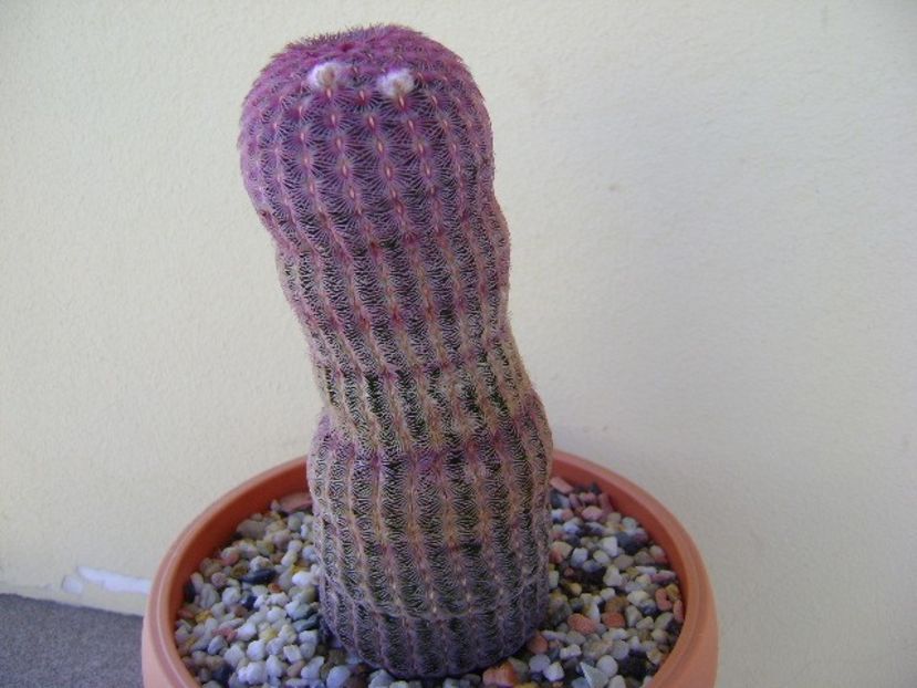 Echinocereus rigidissimus v. rubrispinus - Cactusi 2018