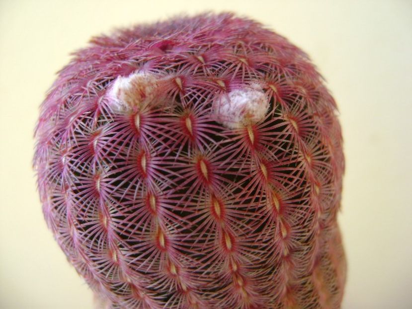 Echinocereus rigidissimus v. rubrispinus - Cactusi 2018