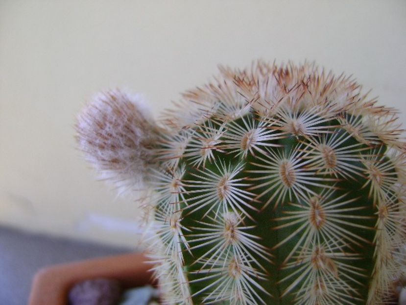 Echinocereus reichenbachii - Cactusi 2018