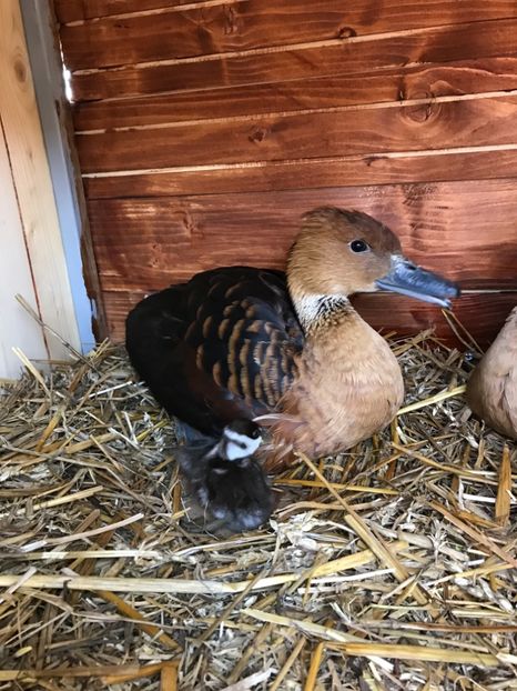 94596D08-60DC-4946-AA07-348DA125DAB1 - Gisca Fluieratoare Galbena