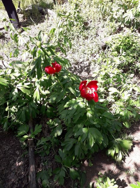 IMG-20180503-WA0018 - 1 Mai 2018 Muntii Macin Varful Tutuiatul 467 metri