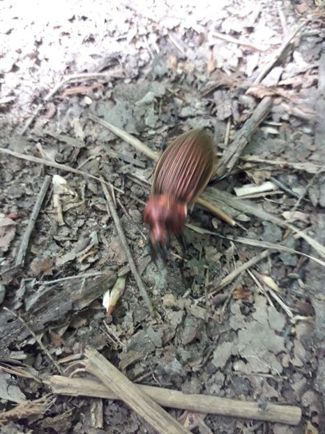 IMG-20180503-WA0132 - 1 Mai 2018 Muntii Macin Varful Tutuiatul 467 metri