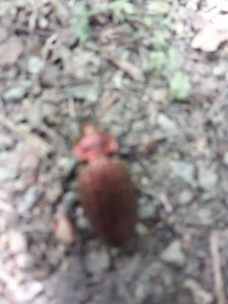 IMG-20180503-WA0135 - 1 Mai 2018 Muntii Macin Varful Tutuiatul 467 metri