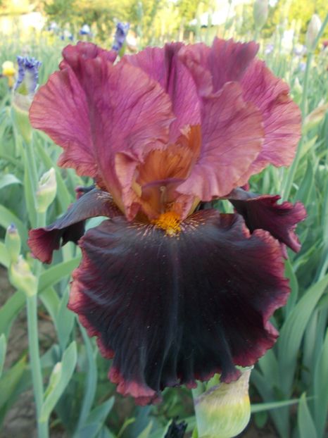  - Irisi-2018 Barbata Elatior si Intermedia