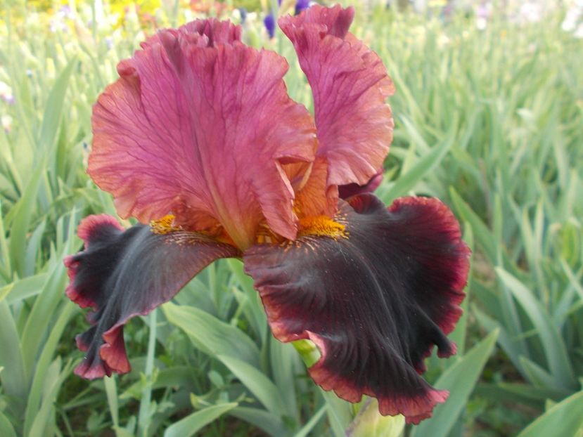  - Irisi-2018 Barbata Elatior si Intermedia