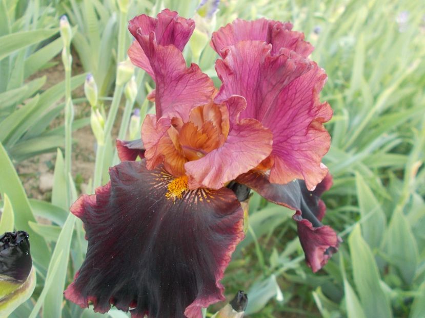  - Irisi-2018 Barbata Elatior si Intermedia