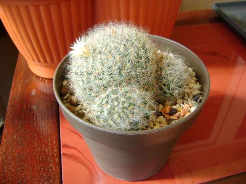 Mammillaria bocasana - Cactusi 2018