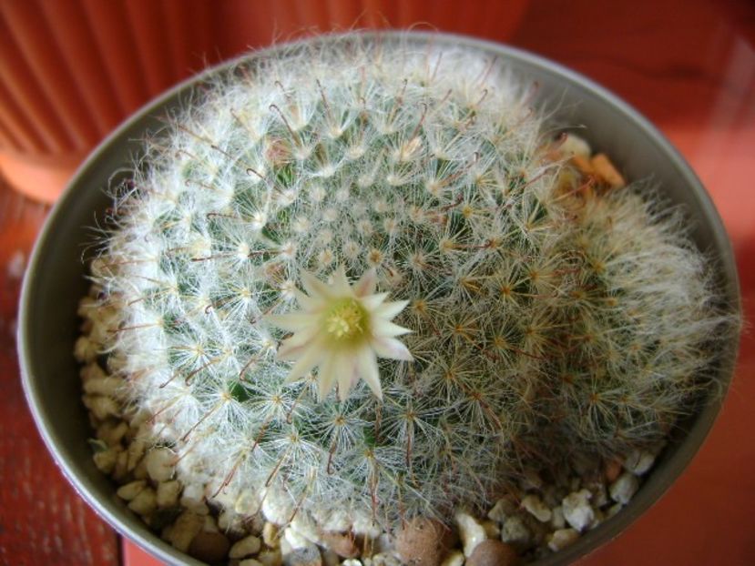 Mammillaria bocasana - Cactusi 2018