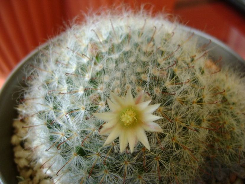 Mammillaria bocasana - Cactusi 2018