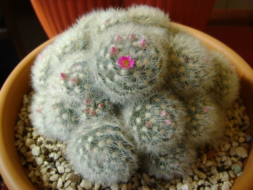 Mammillaria laui f. dasyacantha - Cactusi 2018