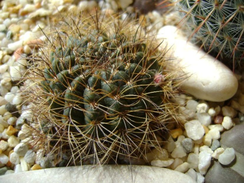 Lobivia arachnacantha v. densiseta (Echinopsis ancistrophora ssp. arachnacantha) - Cactusi 2018