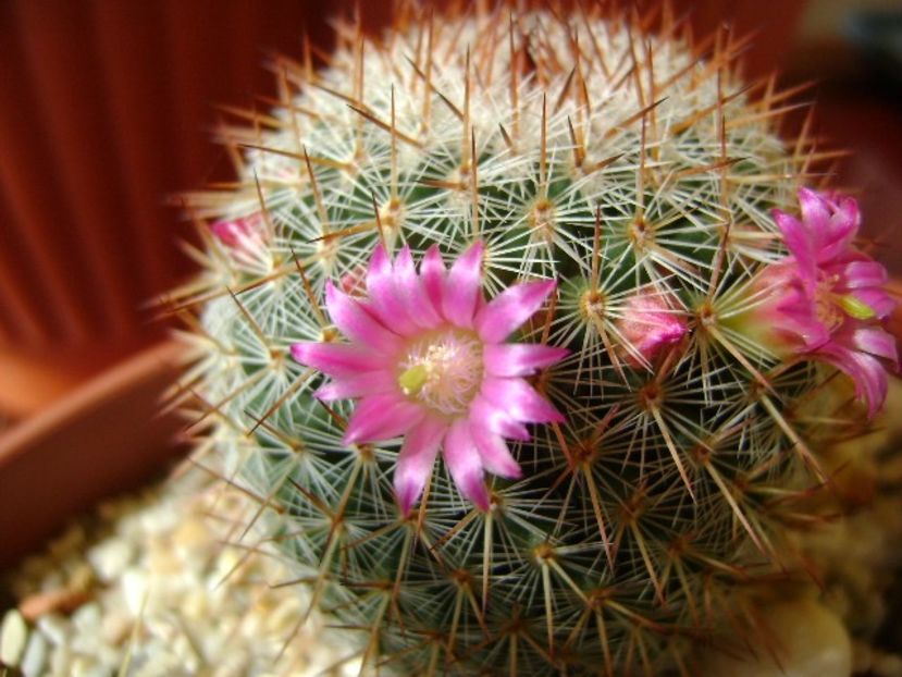 Mammillaria matudae - Cactusi 2018