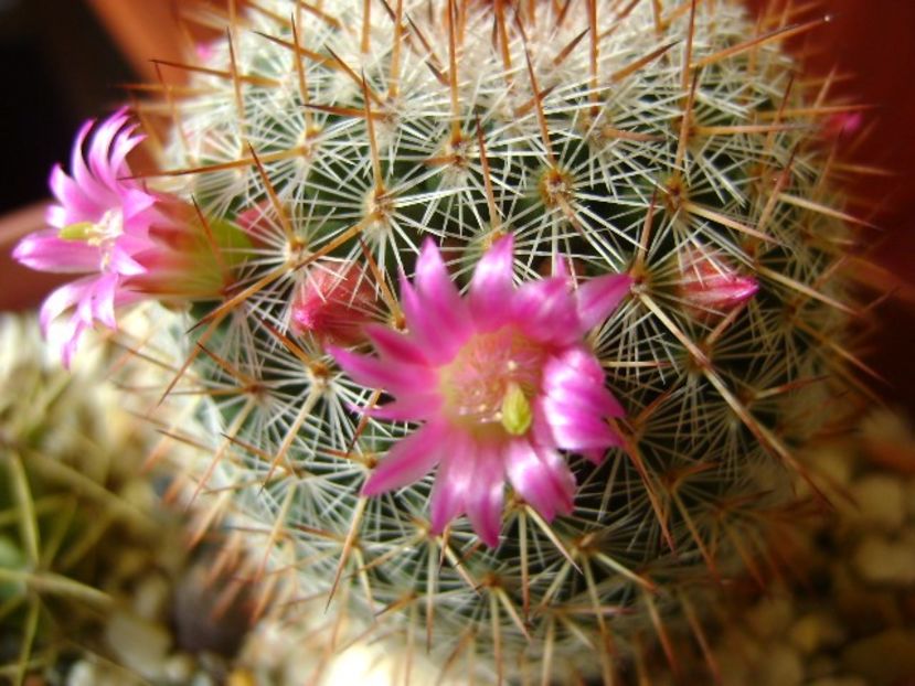 Mammillaria matudae - Cactusi 2018