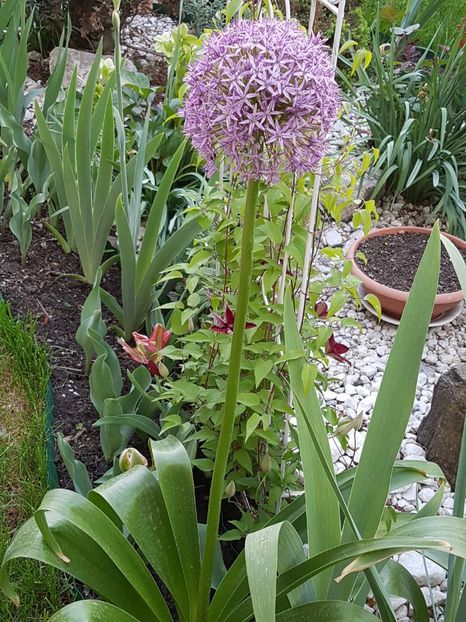 Allium giganteum - Mai 2018
