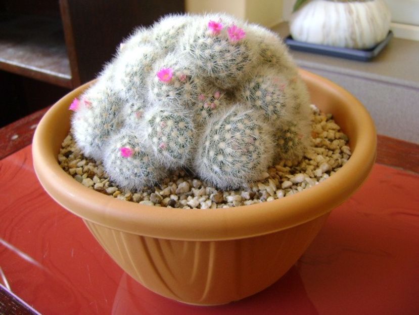Mammillaria laui f. dasyacantha - Cactusi 2018