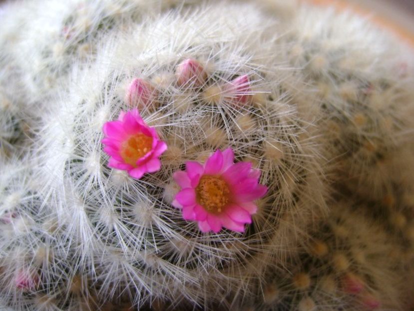 Mammillaria laui f. dasyacantha - Cactusi 2018
