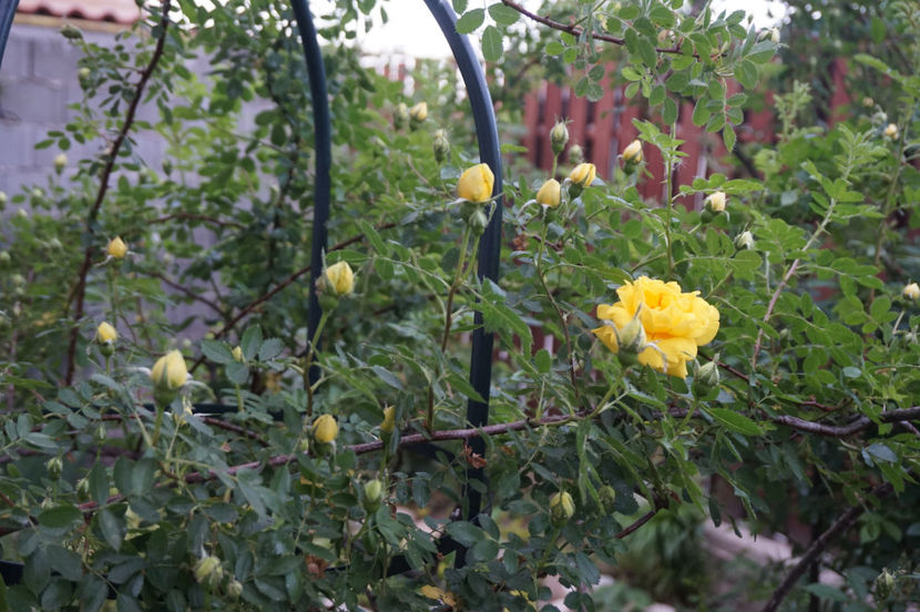  - Persian Yellow