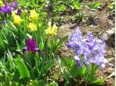 110386984_1_644x461_irisi-pitici-pumila-mixt-culori-5tuberculi40lei-h30cm-pucioasa_rev003 - Achizitii FLORI 2018