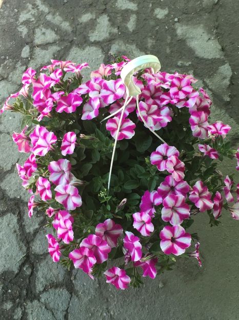  - Achizitii FLORI 2018