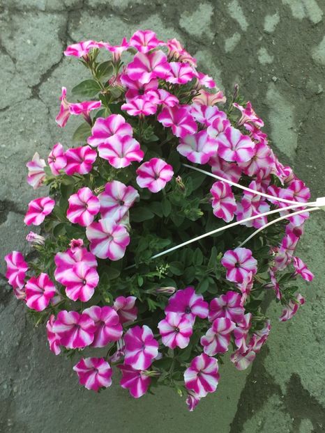  - Achizitii FLORI 2018