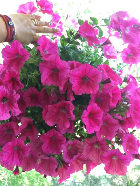  - Achizitii FLORI 2018