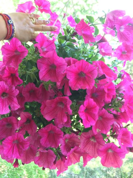  - Achizitii FLORI 2018