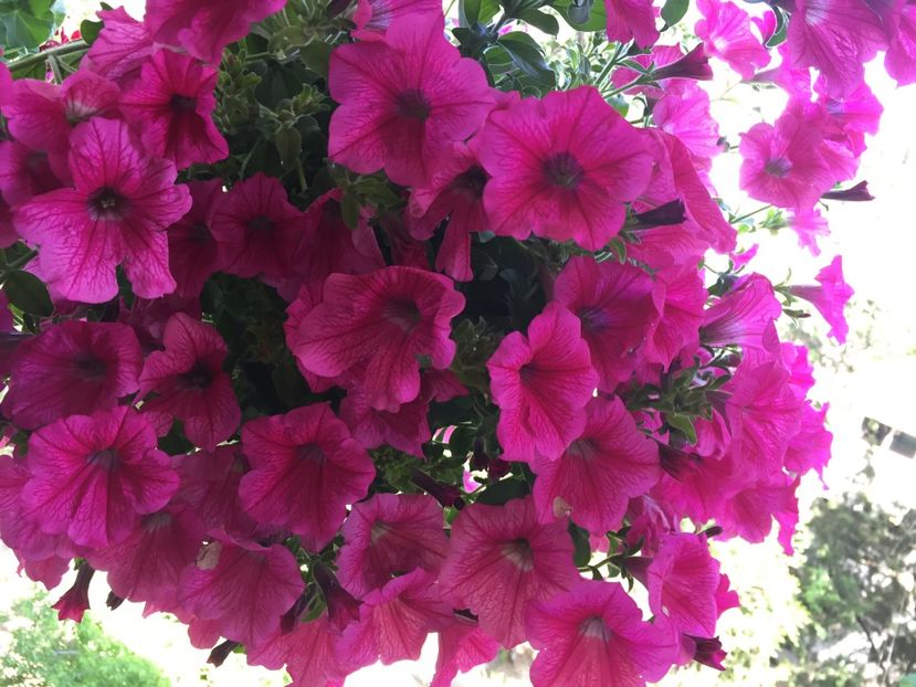  - Achizitii FLORI 2018