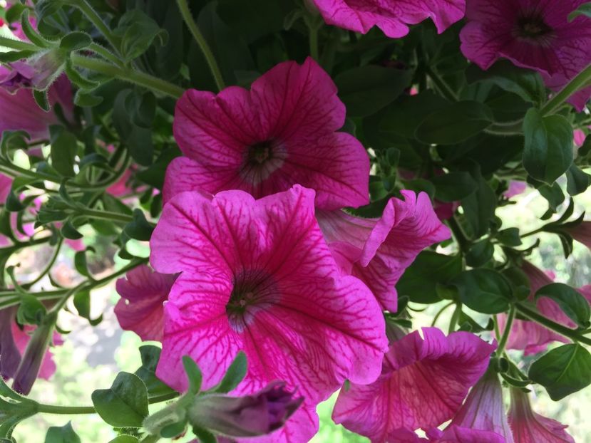  - Achizitii FLORI 2018