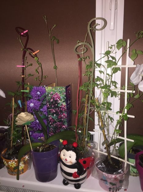  - Achizitii FLORI 2018